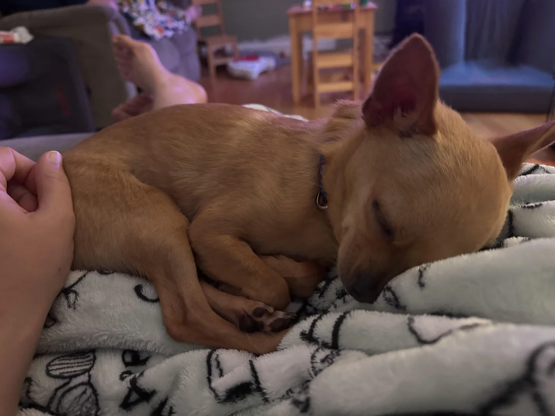 Pet #1